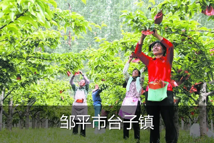 邹平市台子镇